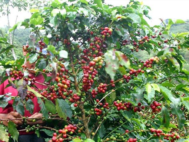 Imagen de referencia. Foto: Colprensa