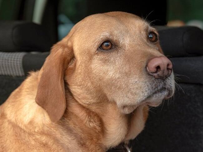 ¿Cuáles son los síntomas para detectar la depresión en las mascotas?