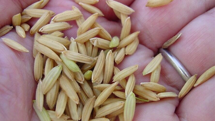 Arroz paddy. Foto: Colprensa