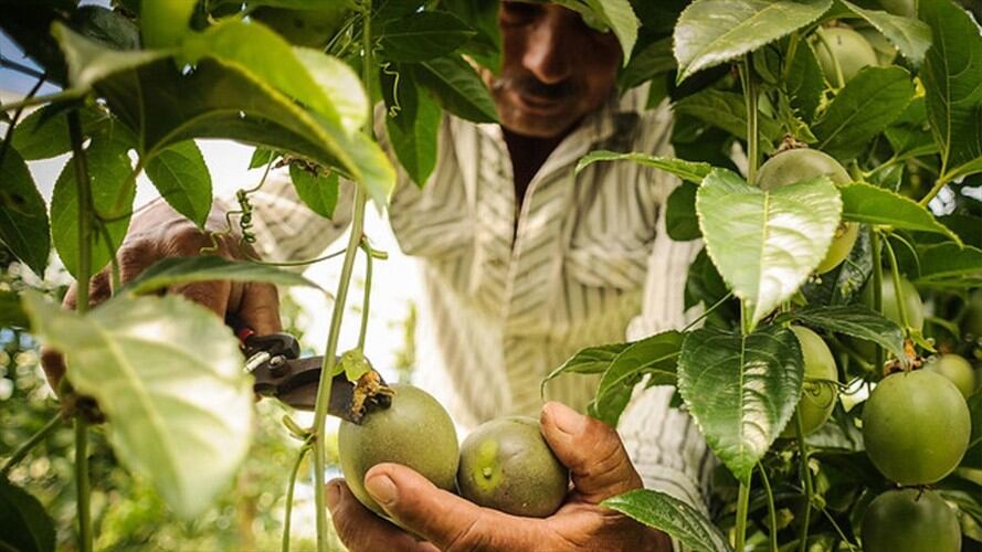 Críticas desde La U al presupuesto de 2020, por reducción en sector agro. Foto: Colprensa