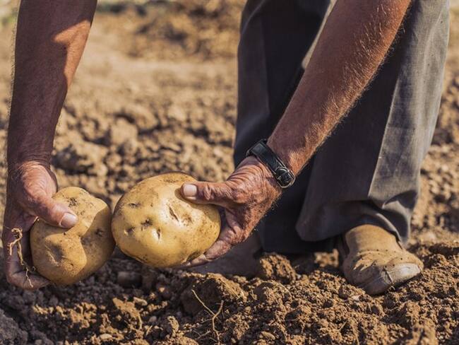 Fedepapa asegura que importaciones frenaron crecimiento de la producción nacional papera