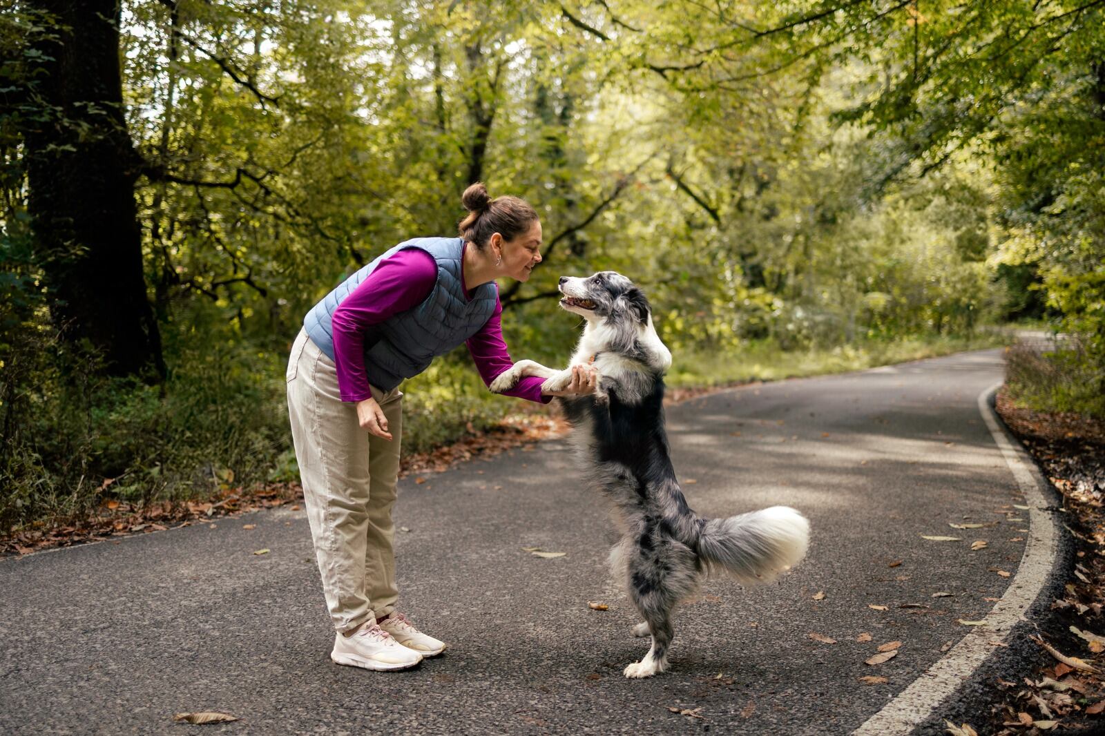 Bordier Collie. Foto: Getty Images.