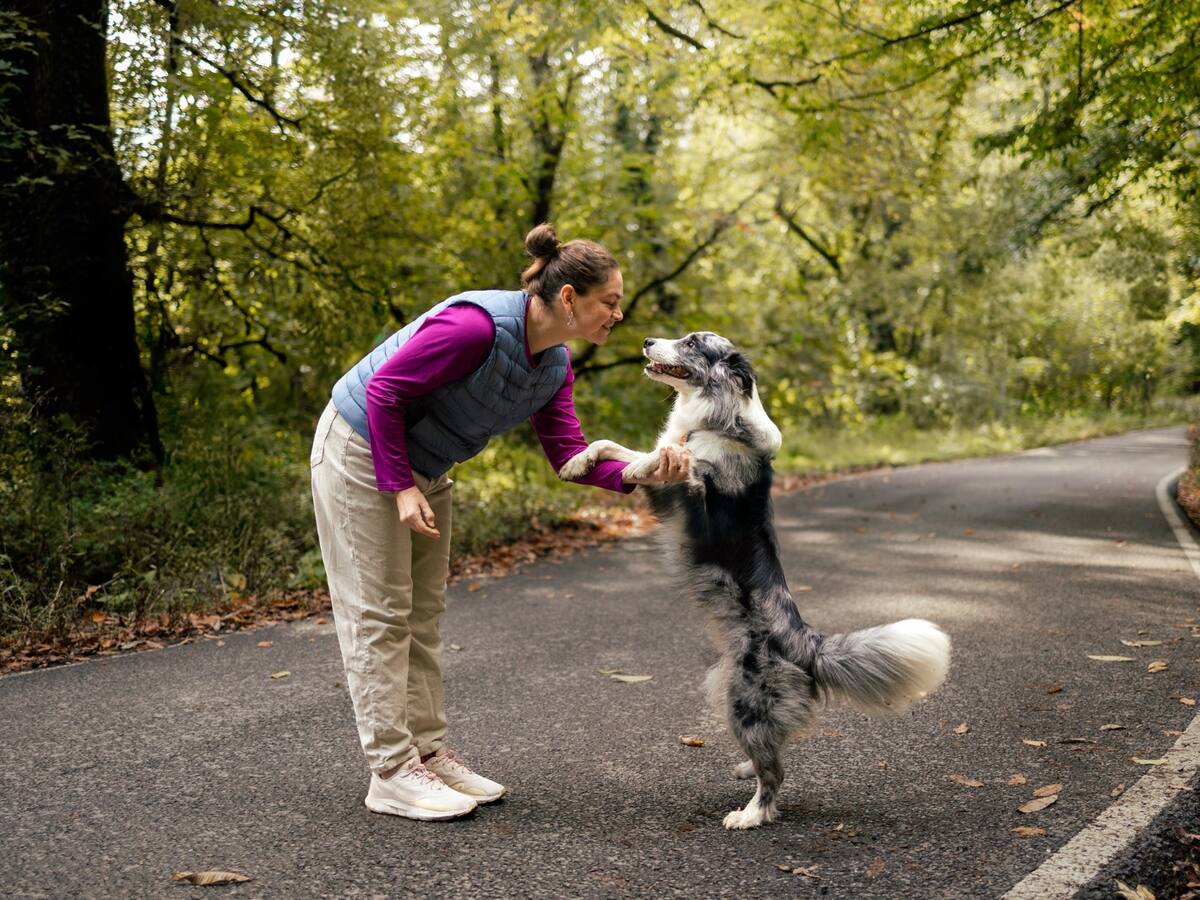¿Cuál es la raza de perro más inteligente del mundo? Conozca algunos detalles, según la ciencia