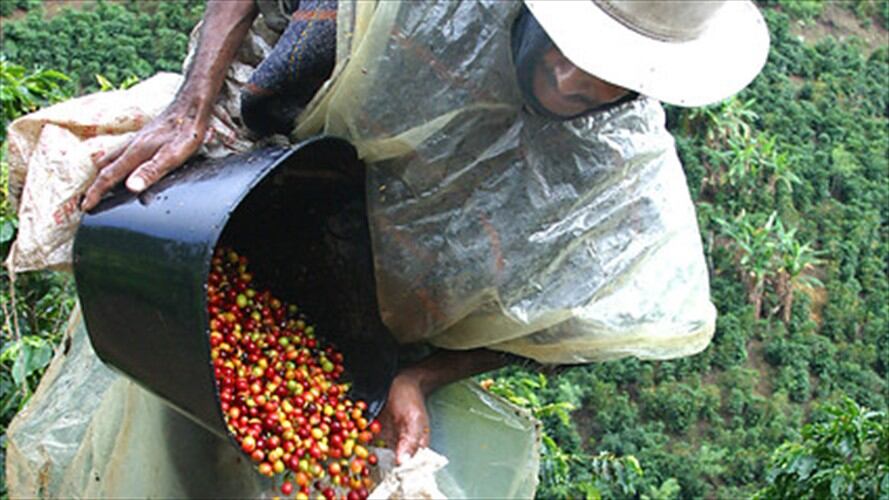 Se firmó importante y millonario acuerdo para reactivar la caficultura en Nariño. Foto: Colprensa
