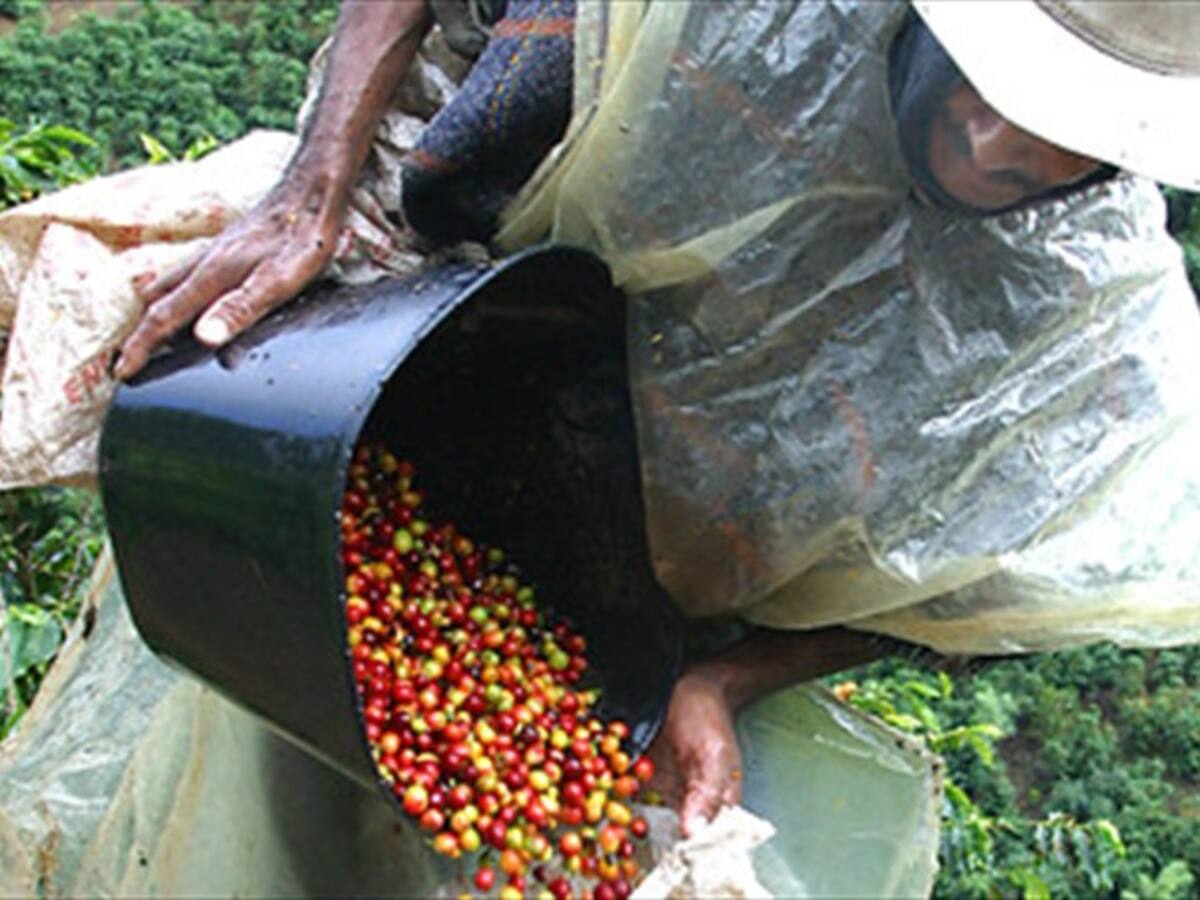 Se firmó importante y millonario acuerdo para reactivar la caficultura en Nariño