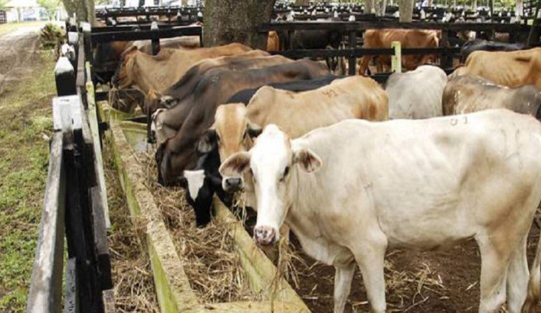 Imagen de referencia de ganado.