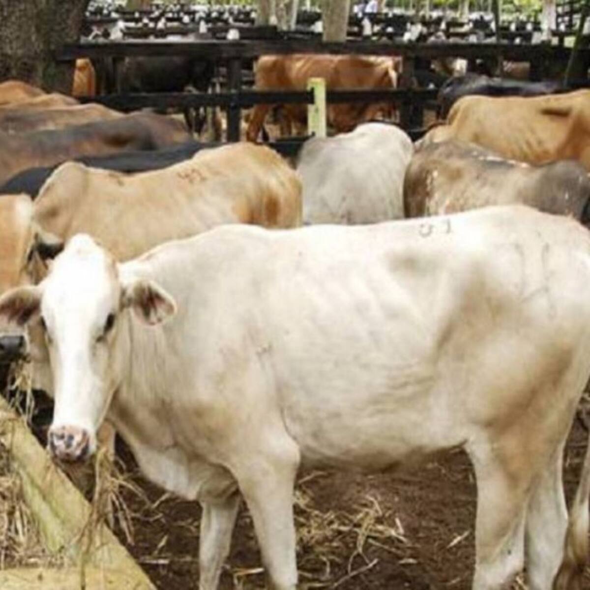 ¿Quién dice que animales sufren estrés extremo?: Lafaurie sobre exportación marítima