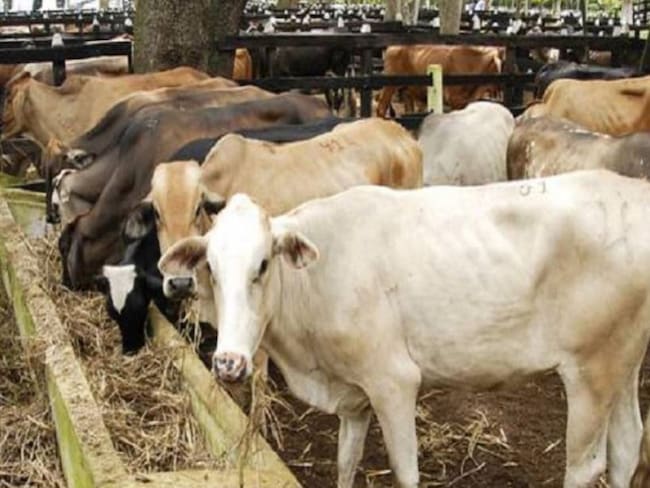 Ganaderos desaprueban proyecto que busca prohibir exportación de ganado bovino