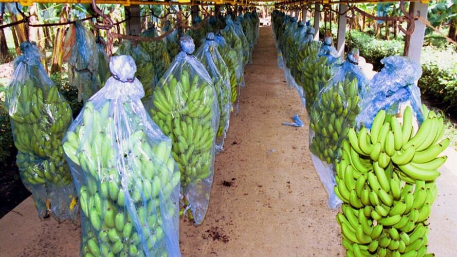 Magdalena en alerta para evitar expansión del Fusarium Raza 4 . Foto: Colprensa
