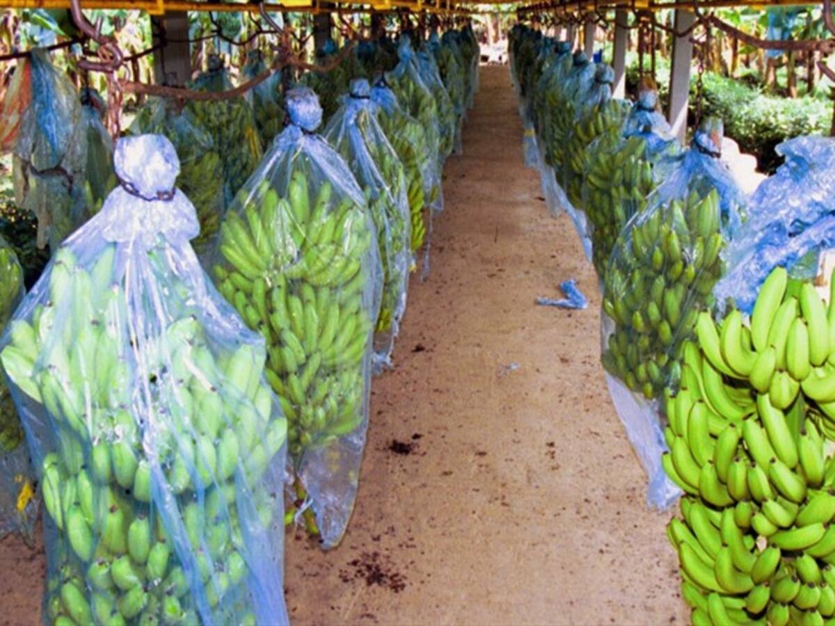 Magdalena en alerta para evitar expansión del Fusarium R4