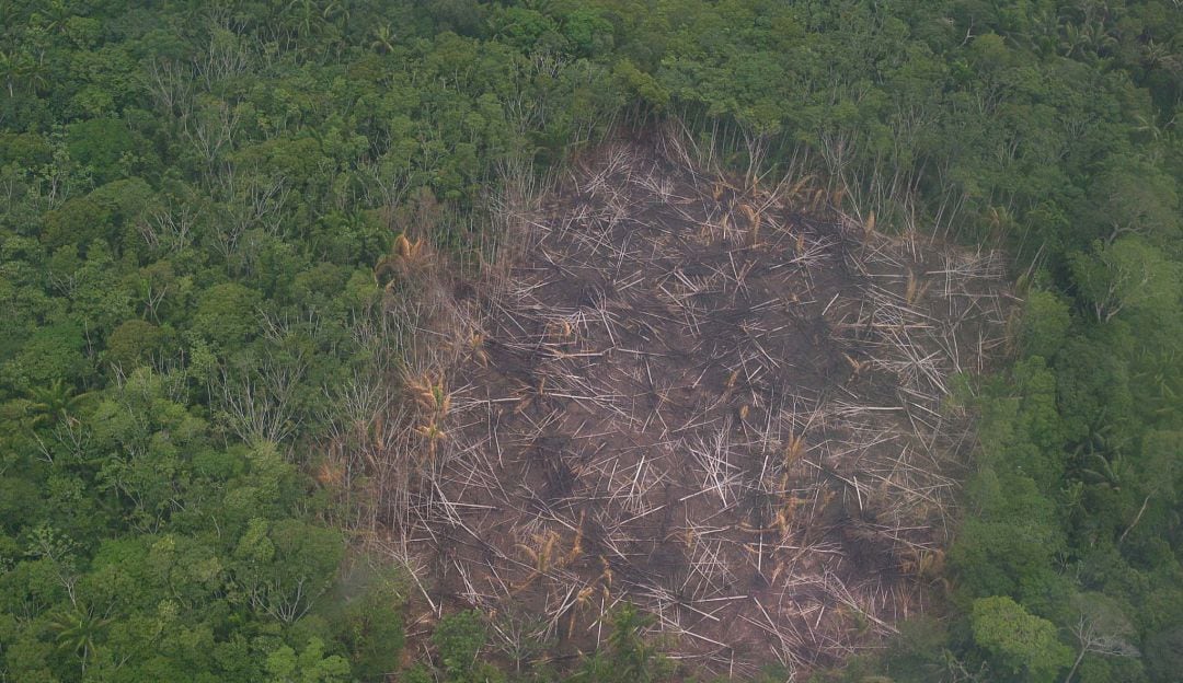 Imagen de referencia deforestación. Foto: GettyImages