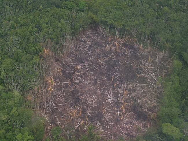 Imagen de referencia deforestación. Foto: GettyImages