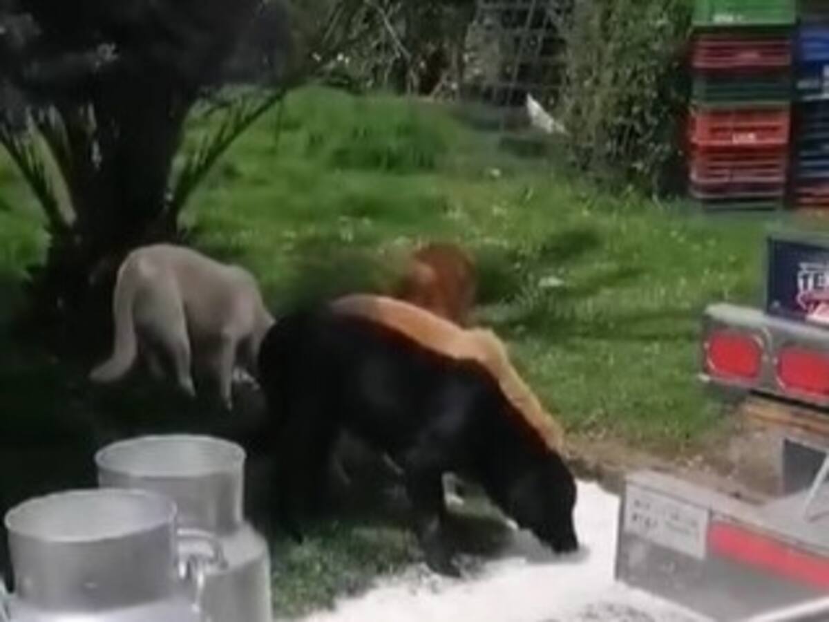 Productores de leche harán plantón hoy en el país