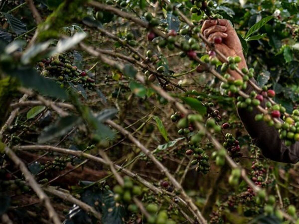 Habrá mesas técnicas que solucionen dudas sobre recolección de segunda cosecha de café