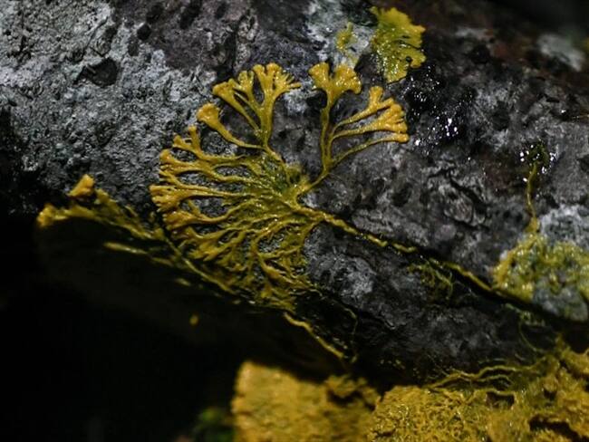 Conozca a Blob, una extraña criatura sin cerebro y 720 sexos