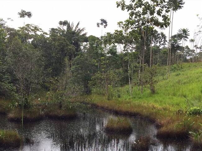 Imagen de referencia. Foto: Colprensa