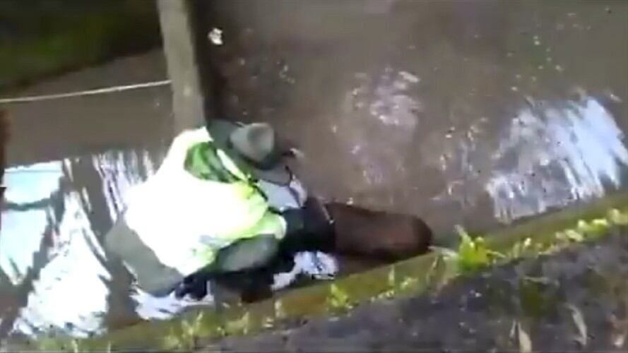 El aullido de un perro que cayó al río Arzobispo alertó a la Policía de Carabineros.. Foto: Captura de video