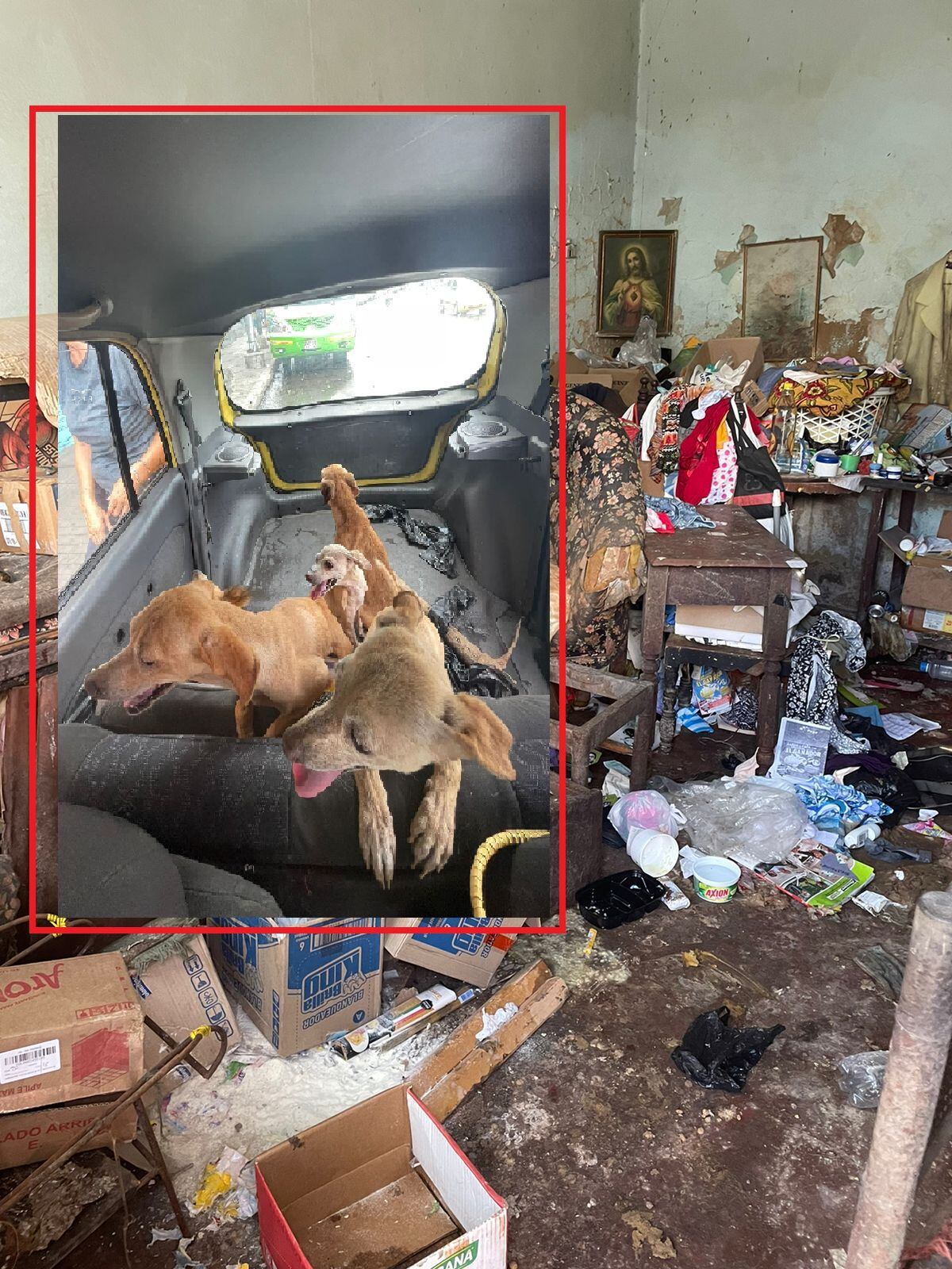 Perros /Alejandra Parada