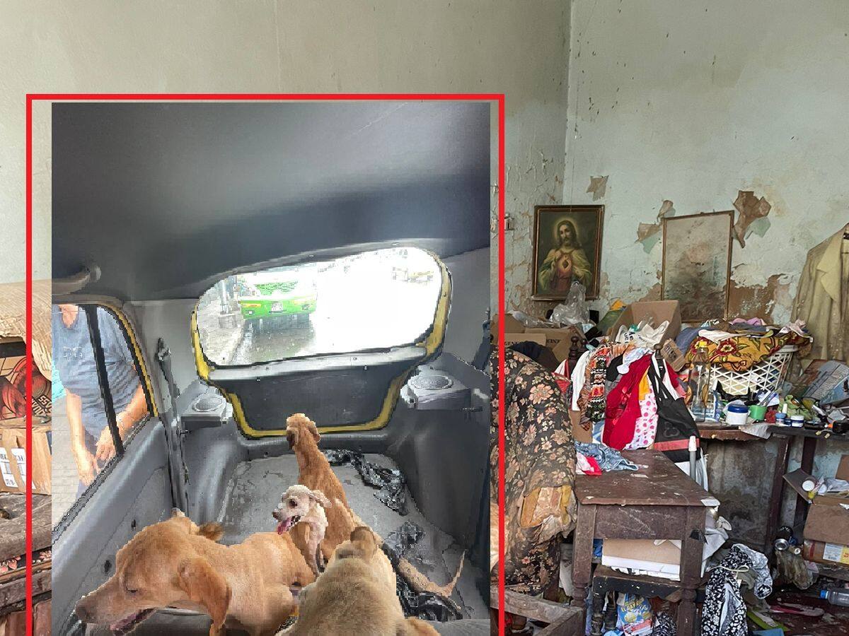 Denuncian maltrato animal: entre heces vivían perros abandonados en Bucaramanga