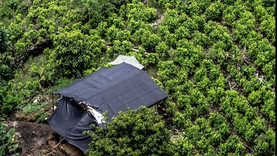 Pese a dura advertencia, EE.UU. seguirá apoyando lucha antidrogas de Colombia. Foto: Colprensa