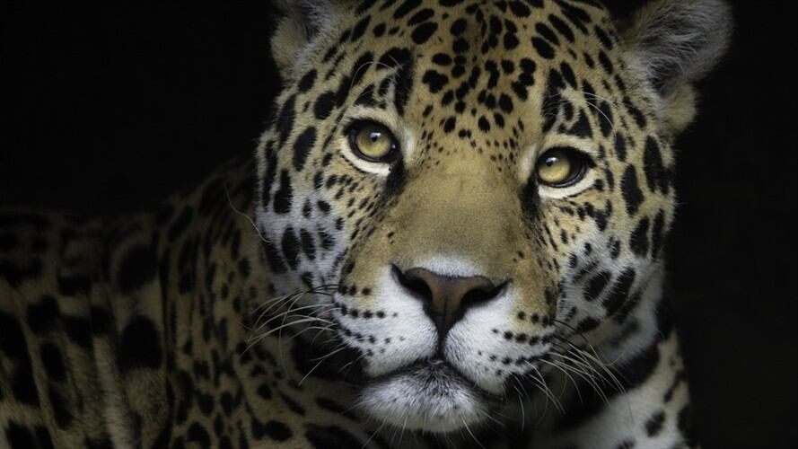 El animal se encuentra en peligro crítico de extinción. Foto: Getty Images