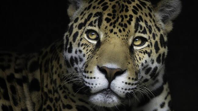 El animal se encuentra en peligro crítico de extinción. Foto: Getty Images