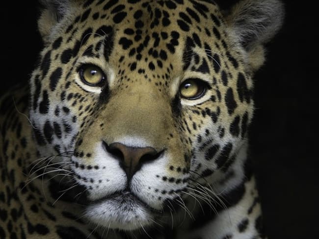 El animal se encuentra en peligro crítico de extinción. Foto: Getty Images