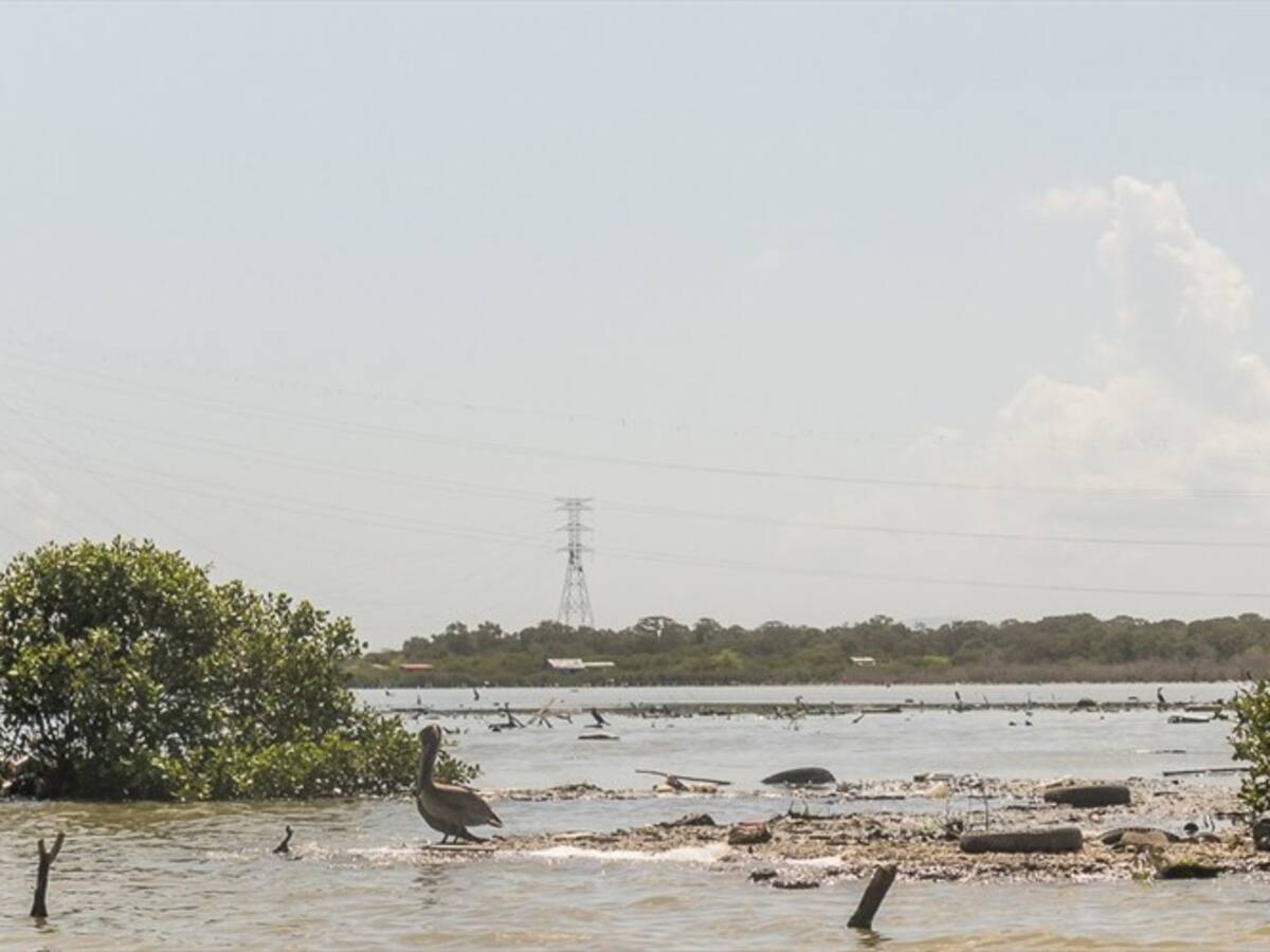 Ordenan la restauración ecológica a la Ciénaga de la Virgen de Cartagena