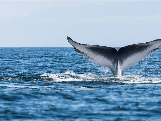 Investigan si agreción juvenil en Montería estaría relacionada con el juego “ballena azul&quot;. Foto: Getty Images