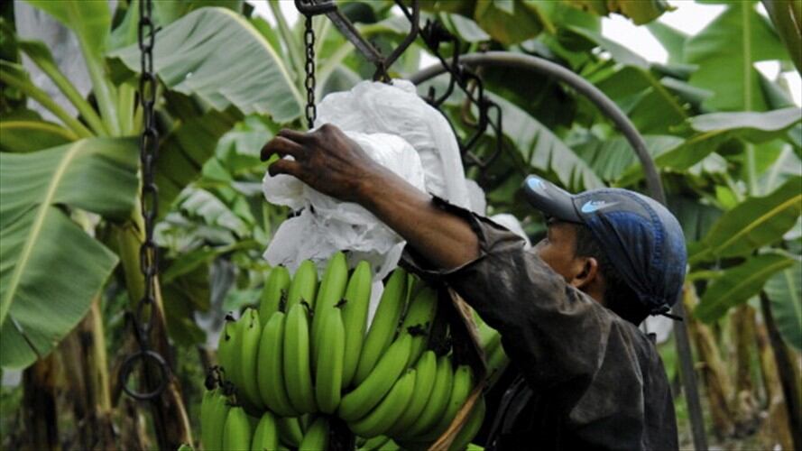 Minagricultura respondió sobre posible aparición de hongo en cultivos de banano. Foto: Getty Images