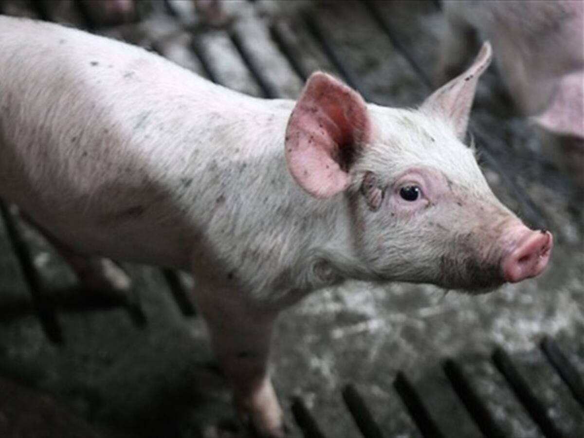 Corpochivor pide a empresarios porcílcolas presentar plan de manejo de olores en Tibaná