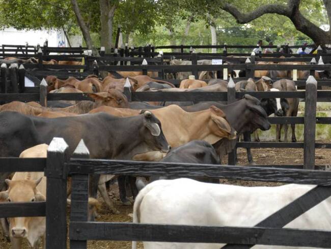 En qué va el caso de la presunta millonaria estafa con ganado