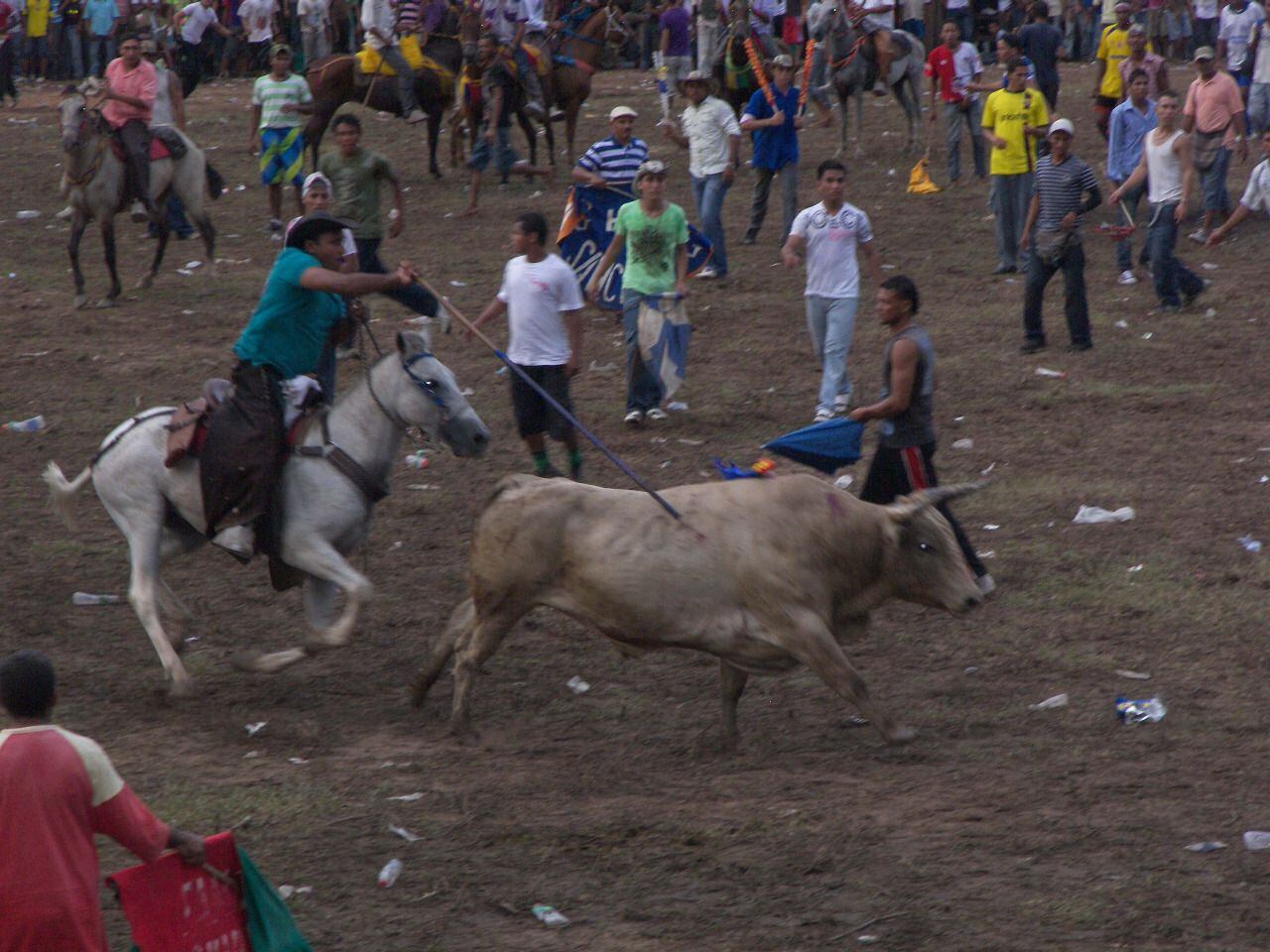 Alcalde de Planeta Rica da permiso para las corralejas. Foto: Colprensa - referencia.