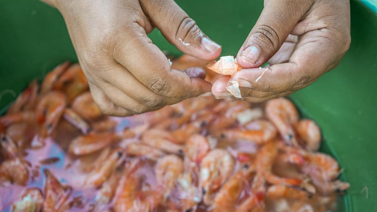 Desde el ICA se adoptan medidas para proteger de amenazas la producción de camarón
