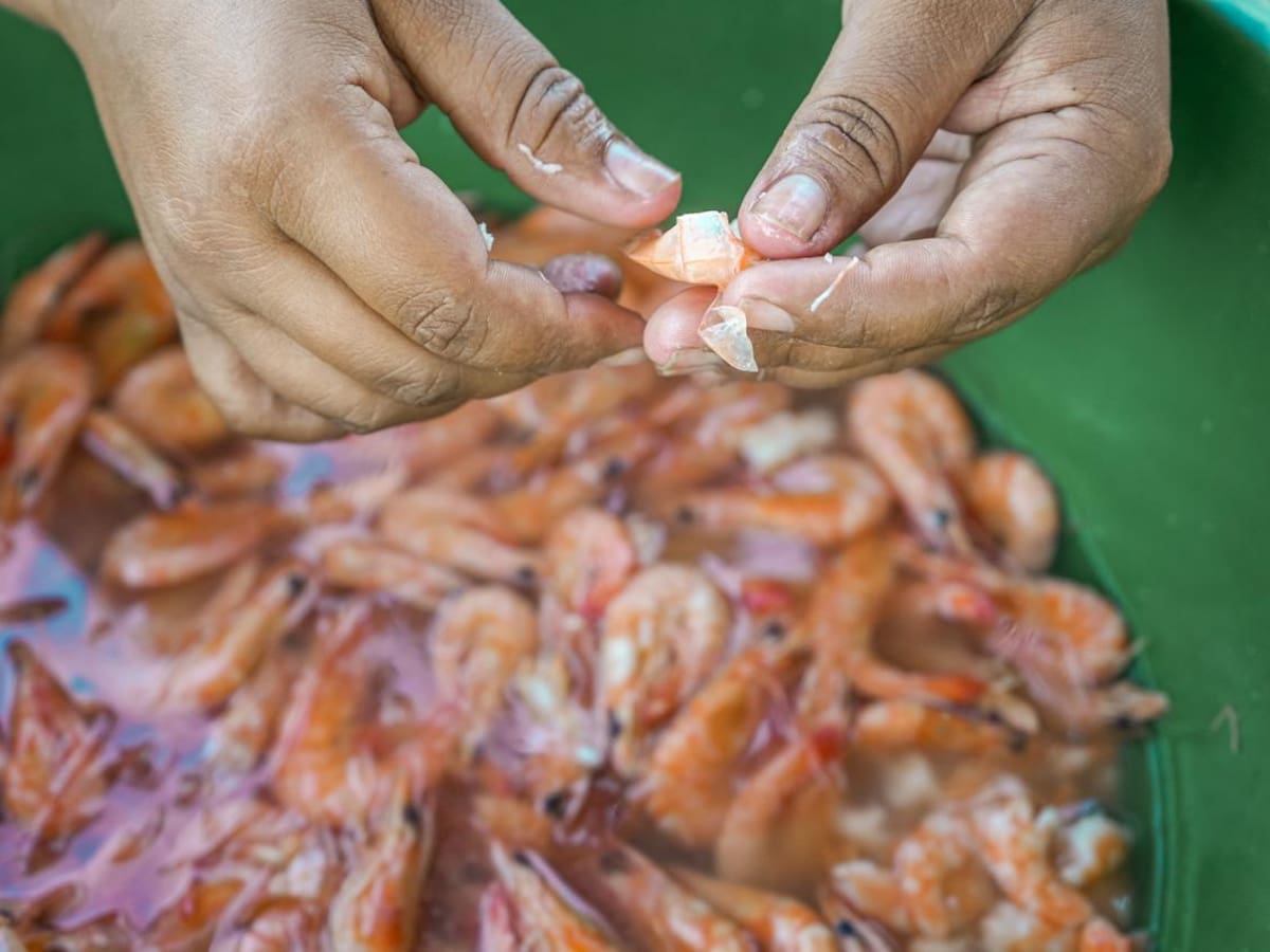 Desde el ICA se adoptan medidas para proteger de amenazas la producción de camarón