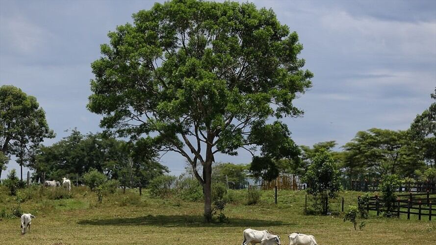 Los Llanos Orientales entre los 52 lugares para amar en 2021. Foto: Colprensa