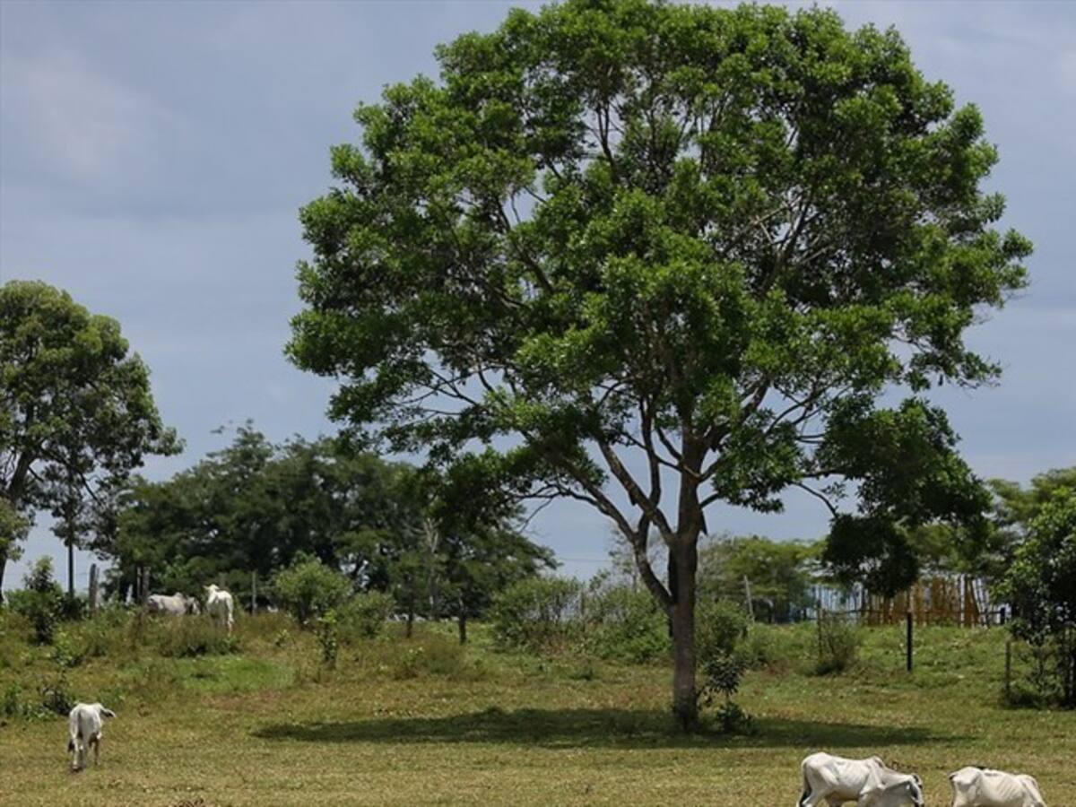 The New York Times incluye a los Llanos Orientales entre los 52 lugares para amar en 2021