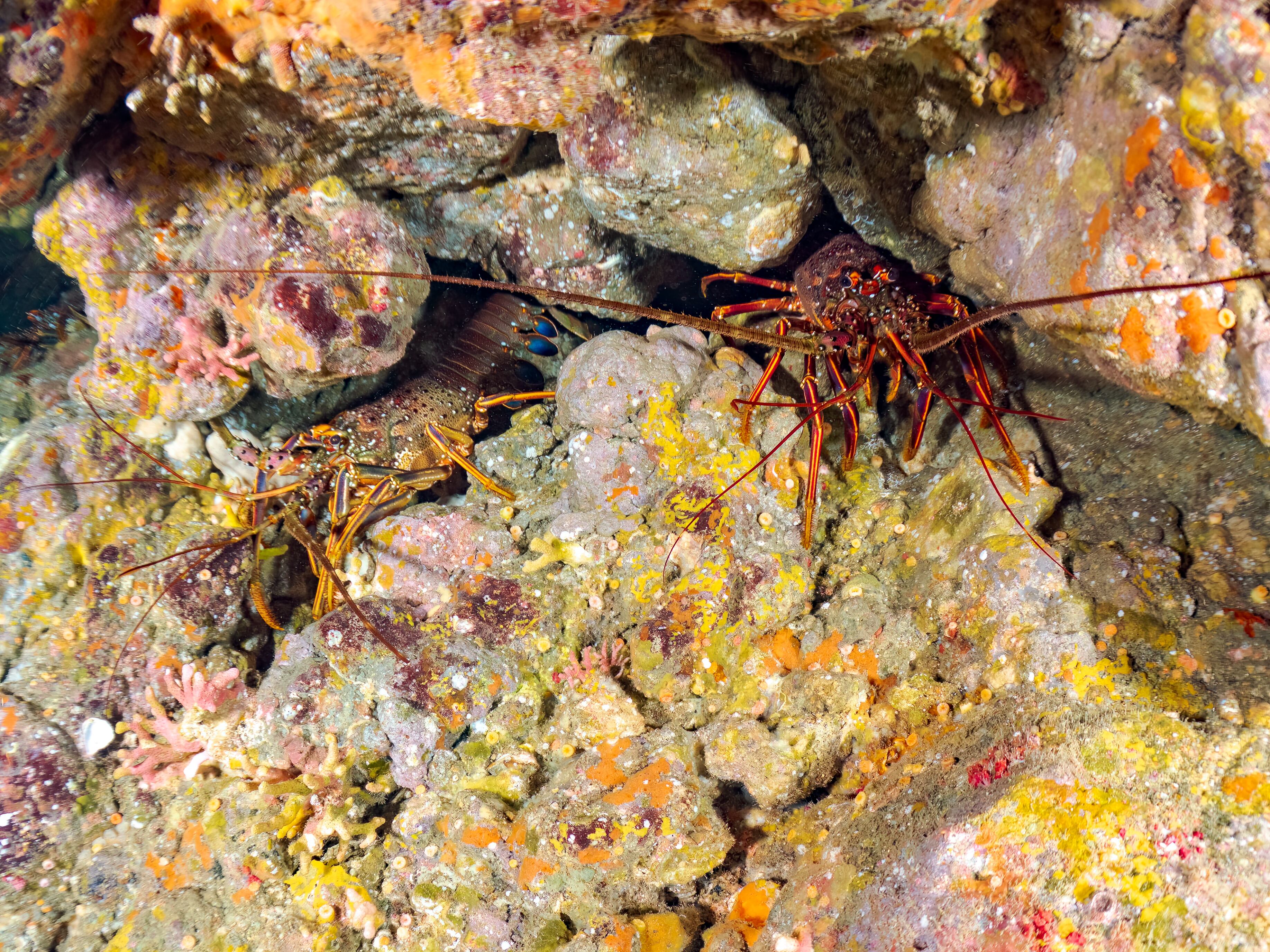 Getty Images - Imagen representativa del género Crustacea