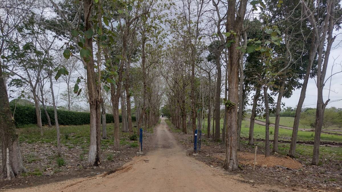 Familia de Eudaldo Díaz pedirá que JEP proteja antigua finca de Salvador Arana