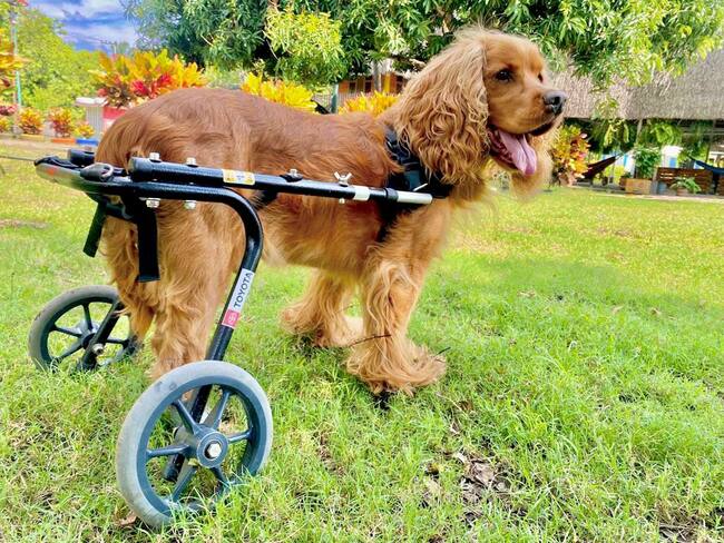 Nucleum Pet: la empresa que fabrica sillas de ruedas para los animales