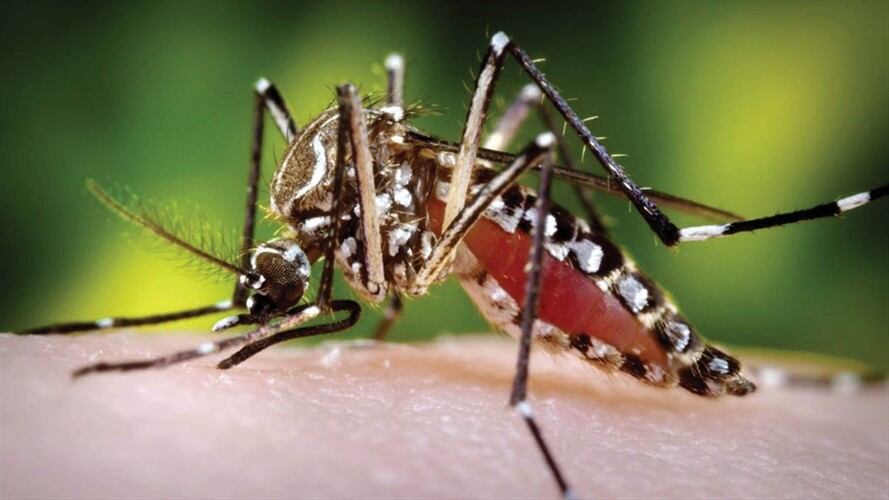 En estudio están 15 posibles muertes por dengue en el Valle del Cauca. Foto: Colprensa