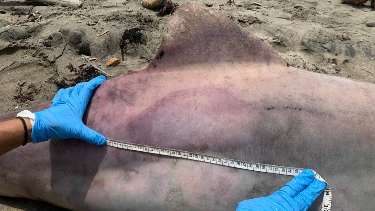 Investigan muerte de un delfín gris en Los Córdobas, Córdoba