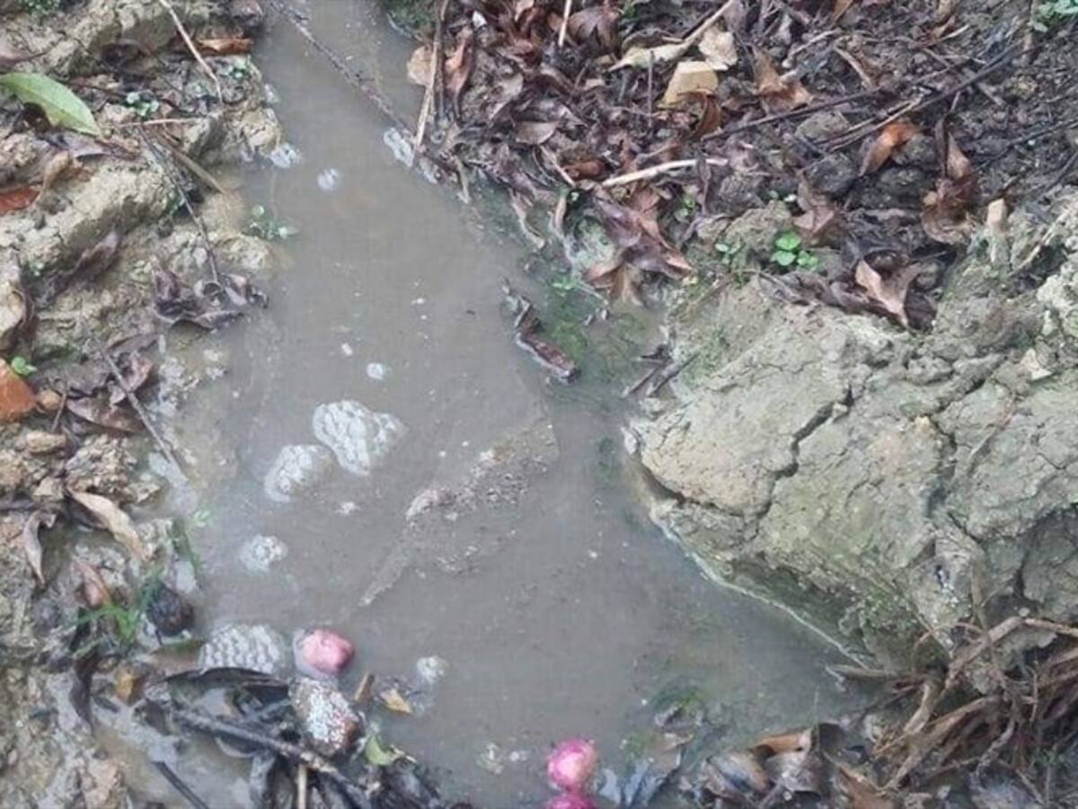 Los cerdos, un problema de salud mental y ambiental que denuncia habitantes de Tibaná