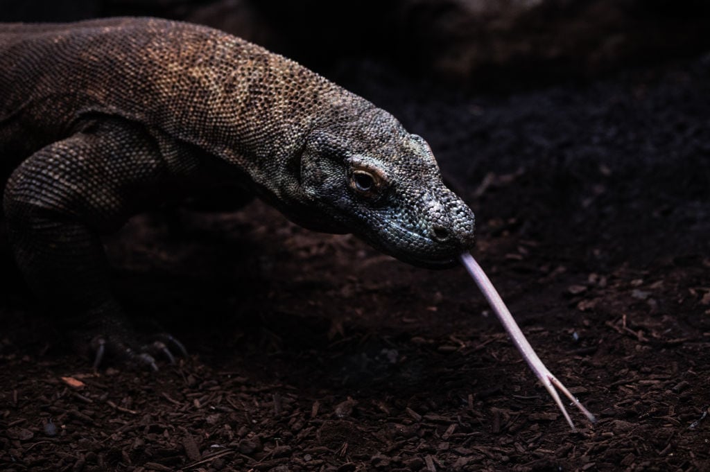 Dragón de Komodo imagen de referencia. Foto: Getty Images.