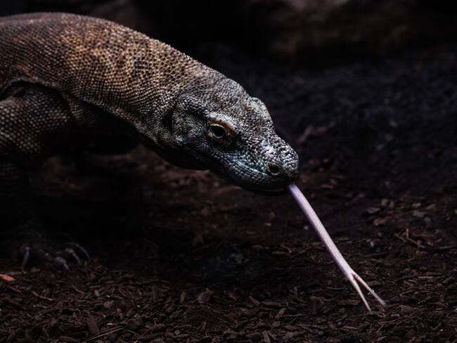 Dragón de Komodo imagen de referencia. Foto: Getty Images.