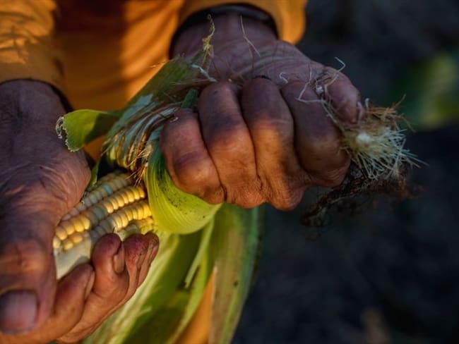 Es tan grave el problema de comercialización que ya está repercutiendo en otros cultivos: Steven Navarro. Foto: Getty Images / JONAS GRATZER