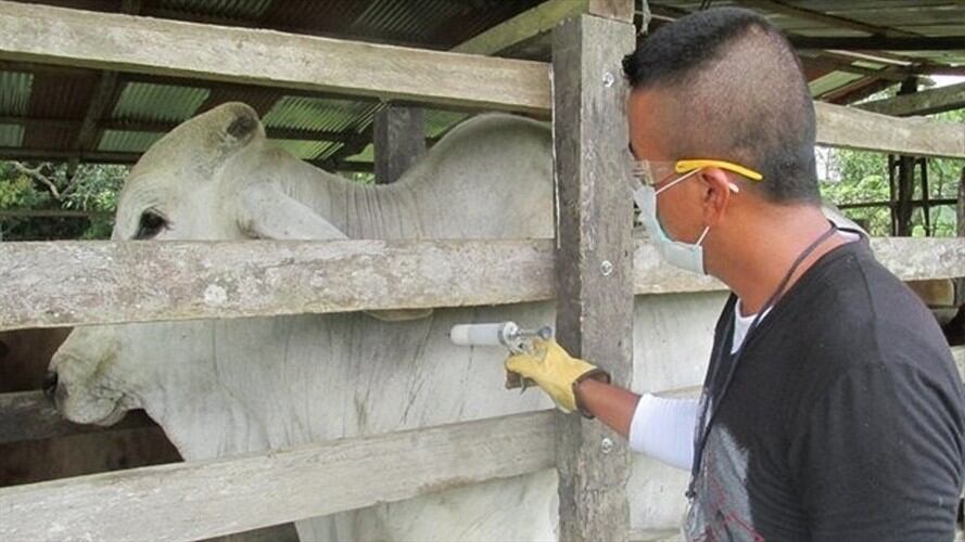 Llamado urgente hace MinAgricultura a ganaderos del país. Foto: Colprensa