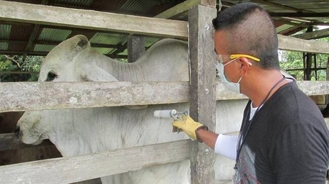 Llamado urgente hace MinAgricultura a ganaderos del país. Foto: Colprensa