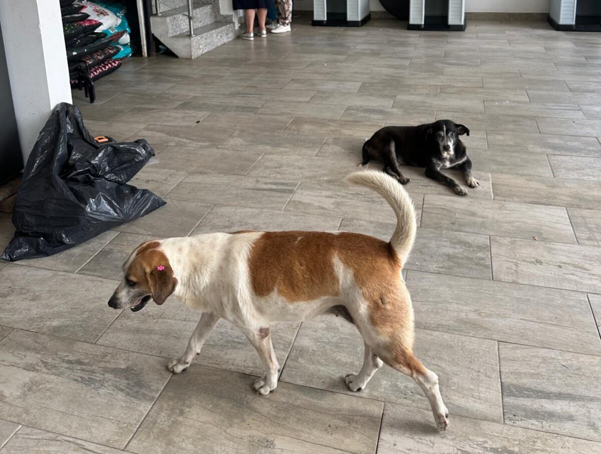 En el albergue de Muzo, residen más de cien animales Foto: Suministrada