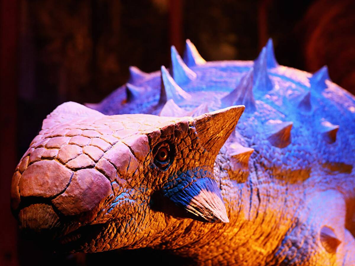 Descubren una nueva especie de dinosaurio acorazado en Chile